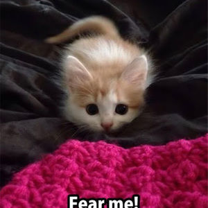 Meet your Posher, Elysia